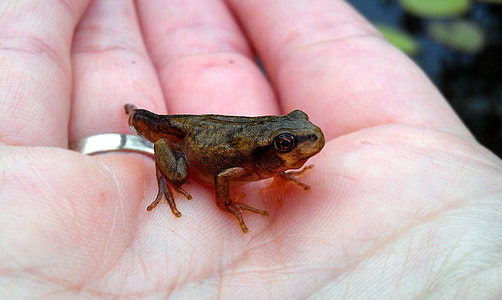 Far East Tree Frog, Juveniles thumbnail