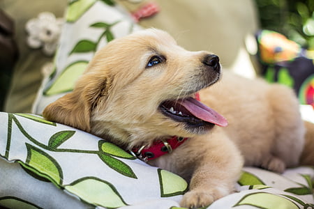 yellow Labrador retriever puppy on white and green floral surface thumbnail