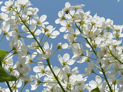 Common Bird Cherry, Flowers thumbnail
