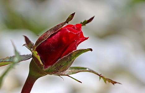 selective focus photography of red rose flower thumbnail