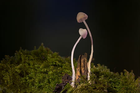white mushrooms surrounded by green plants thumbnail