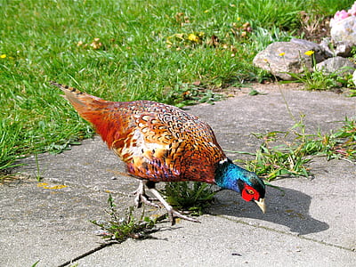 brown and blue pheasant thumbnail
