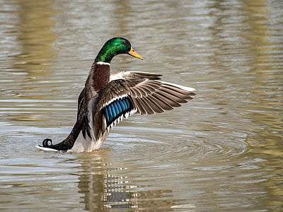 male mallard duck on body of water thumbnail