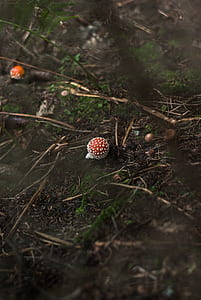 round red and white fruit seed on ground thumbnail