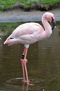 Flamingo on body of water thumbnail