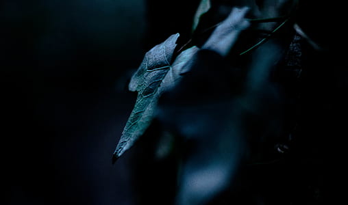 shallow focus photography of green leaf thumbnail