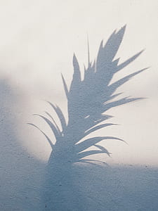 linear leafed plant shadow on white wall thumbnail