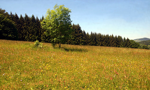 Spring Meadow, Flower Meadow thumbnail
