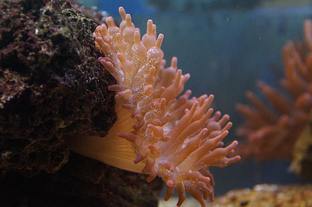 pink coral reef thumbnail