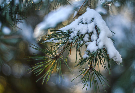 selective focus photography of snows on leaves thumbnail