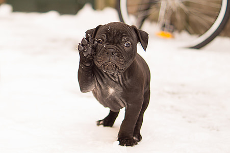 Olde English Bulldogged standing on snow thumbnail
