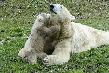 photograph of snow bear with baby snow bear on green grass field thumbnail