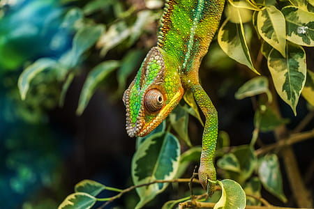 chameleon on leaf plant thumbnail