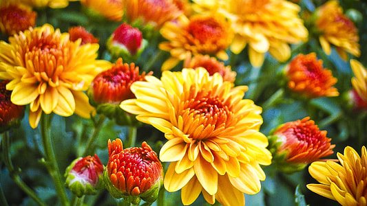 shallow focus photography of yellow flower garden thumbnail