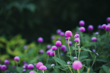 closeup photo of pink petaled flowers thumbnail