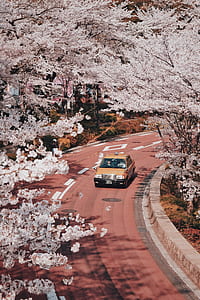 car on road beside trees thumbnail