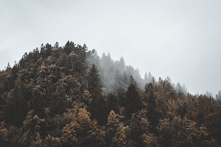 photography of foggy forest thumbnail