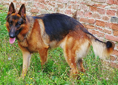 adult German shepherd on grass thumbnail