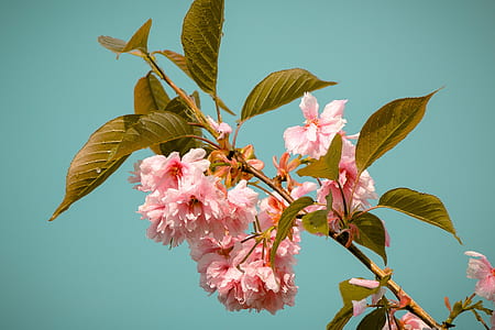 pink cherry blossoms thumbnail