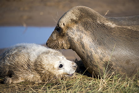 gray seal and her child during daytime thumbnail