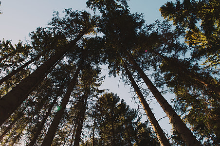 worm view of high trees during daytime thumbnail