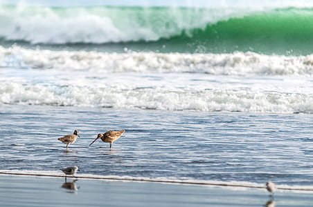 four birds near body of water during daytime thumbnail