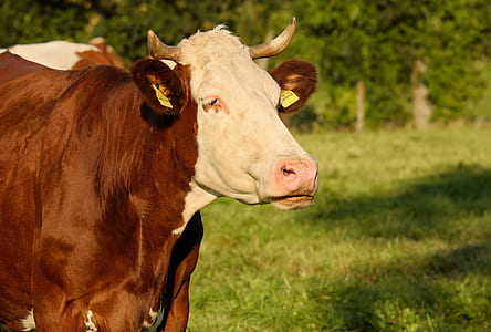 brown and white cow thumbnail