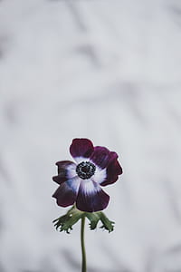 selective focus photography of purple opium poppy flower thumbnail