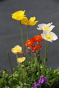 closeup photography of yellow, white, and red petaled flowers thumbnail