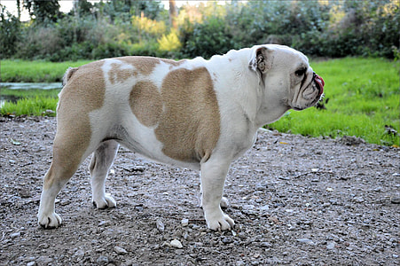 adult fawn English bulldog outdoor during day thumbnail