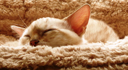 closeup photo of short-fur gray cat thumbnail