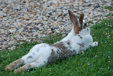 resting white and brown rabbit on green grass thumbnail