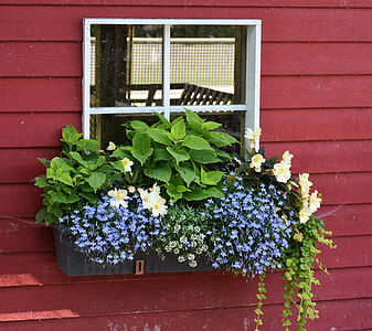 purple petaled flowers in bloom thumbnail