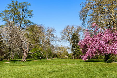 brown, green, and pink trees under clear blue sky thumbnail