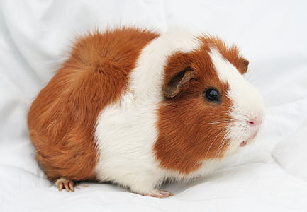 white and brown rodent on white textile thumbnail