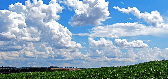 green leafed plants under white and blue sky at daytime photo thumbnail