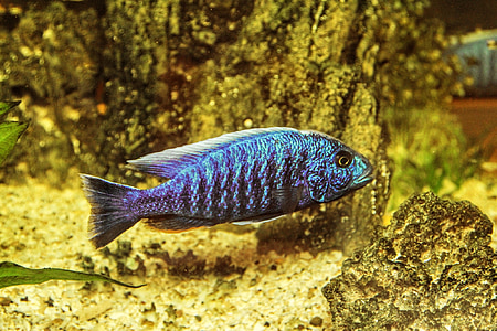 time lapse photography of blue cichlid thumbnail