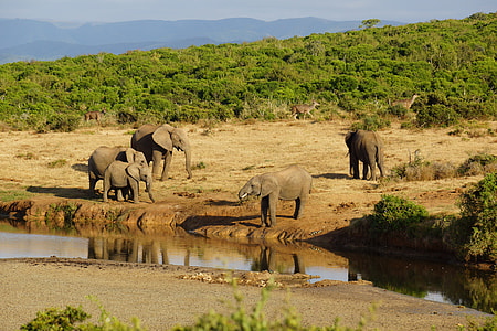 Elephants near river thumbnail