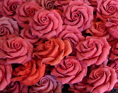 pink and red flowers thumbnail
