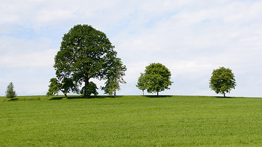 trees on hill thumbnail