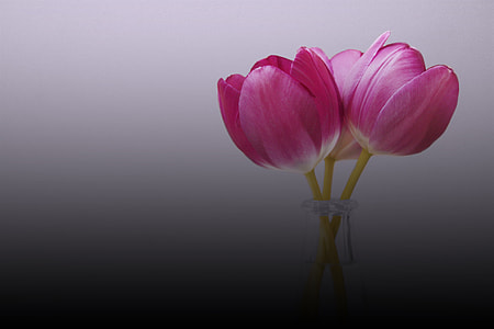 selective focus photography of pink tulip flower thumbnail