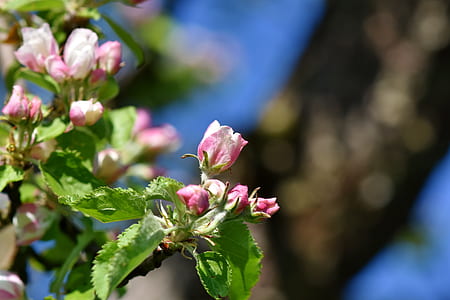pink flowers thumbnail
