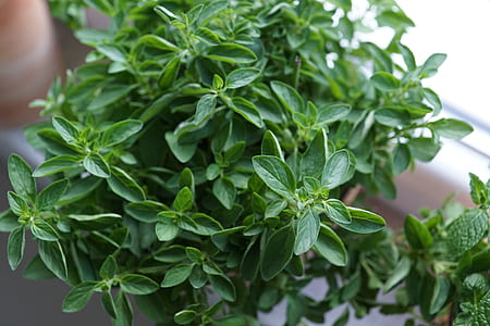 green leaf plant thumbnail