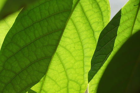 close-up photography of green leaf thumbnail