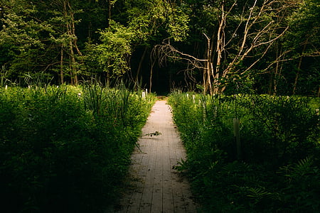 paved pathway in middle of tall grass near forst thumbnail