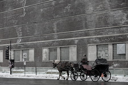 horse carriage traveling on road thumbnail