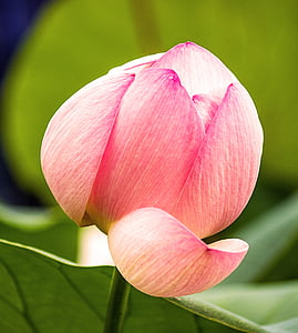 close-up photo of pink lotus bud thumbnail