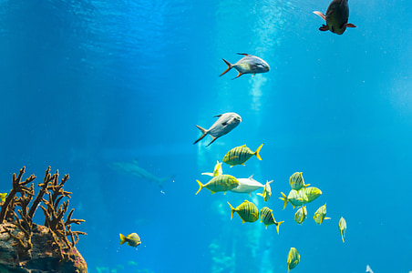 school of assorted fish underwater during daytime thumbnail