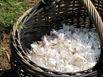 white petaled flowers on basket thumbnail