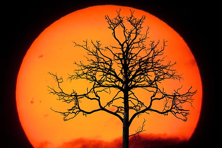 brown tree during sunset thumbnail